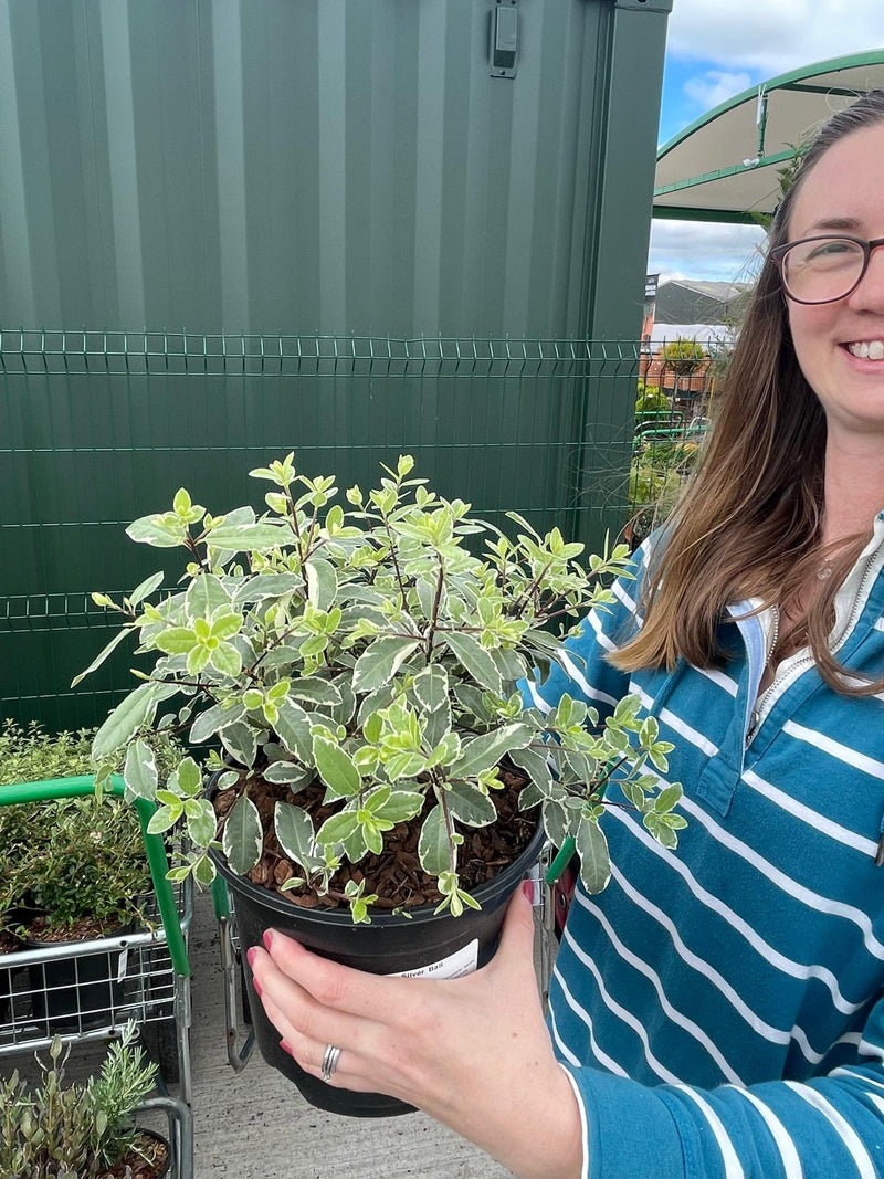Pittosporum Tenuifolium Silver Ball 3 Litre Pot