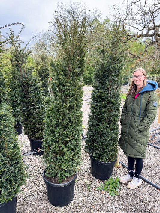 Yew Hedging 200cm