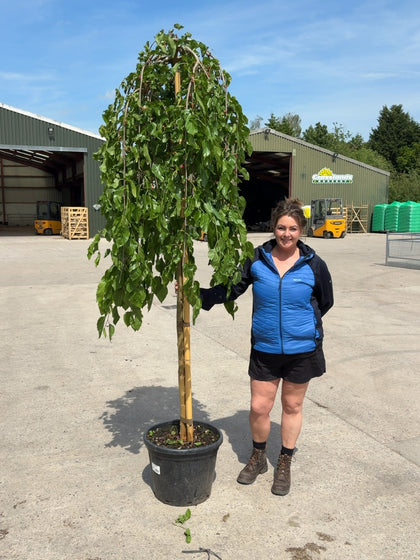 Morus alba Pendula Standard 45 Litre Pot 10-12cm Girth