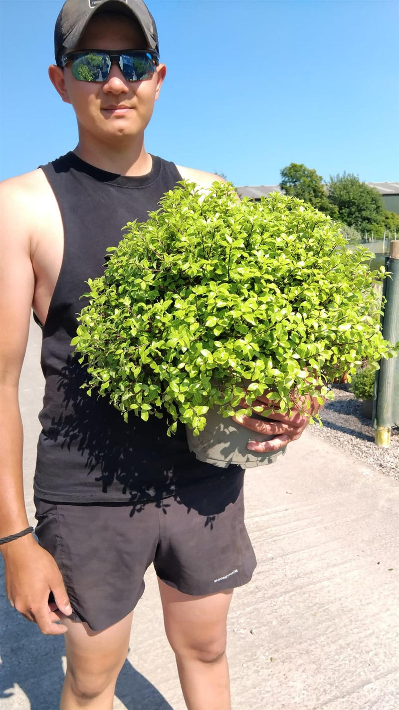 Pittosporum Tenuifolium Midget 5 Litre