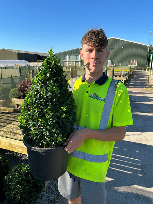 Euonymus Jap. Green Spire Cone 7.5 Litre Pot 40-50cm