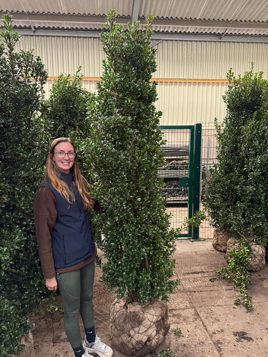 Ilex meserveae Heckenstar Instant Screen 225cm Root Ball