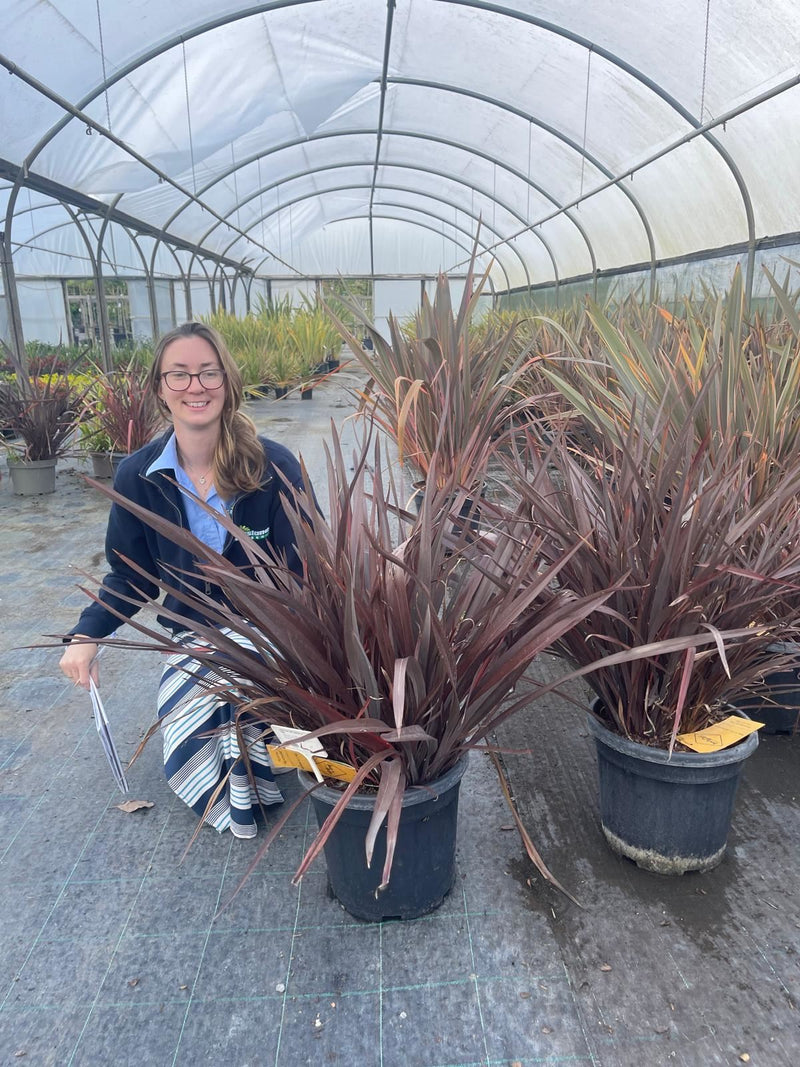 Phormium Yellow Wave 3 Litre Pot