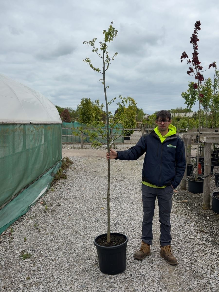 Quercus Petraea Standard 6-8cm Girth