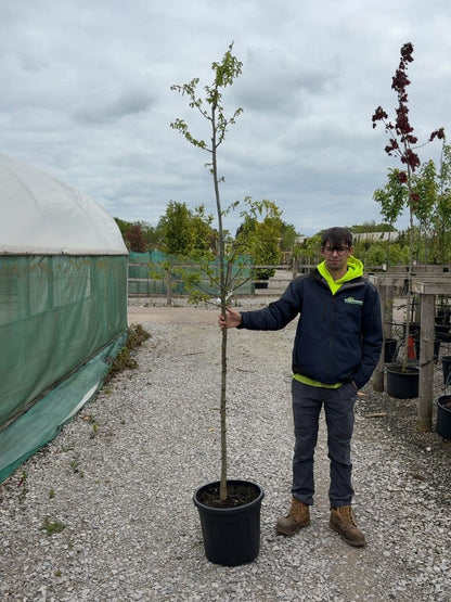 Quercus Petraea Standard 6-8cm Girth