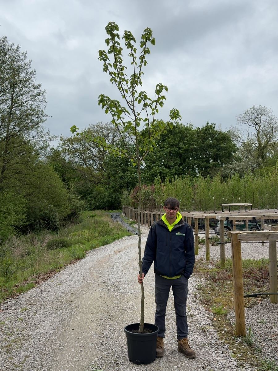 Davidia Involucrata 8/10cm Girth