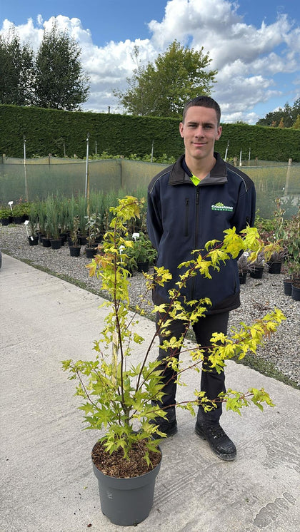 Acer palmatum Summergold 12 Litre Pot 100/125cm