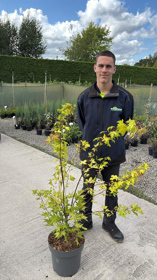 Acer palmatum Summergold 12 Litre Pot 100/125cm