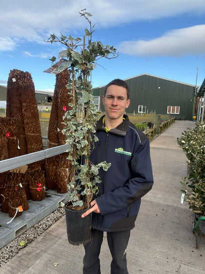Hedera Glacier 7 Litre Pot