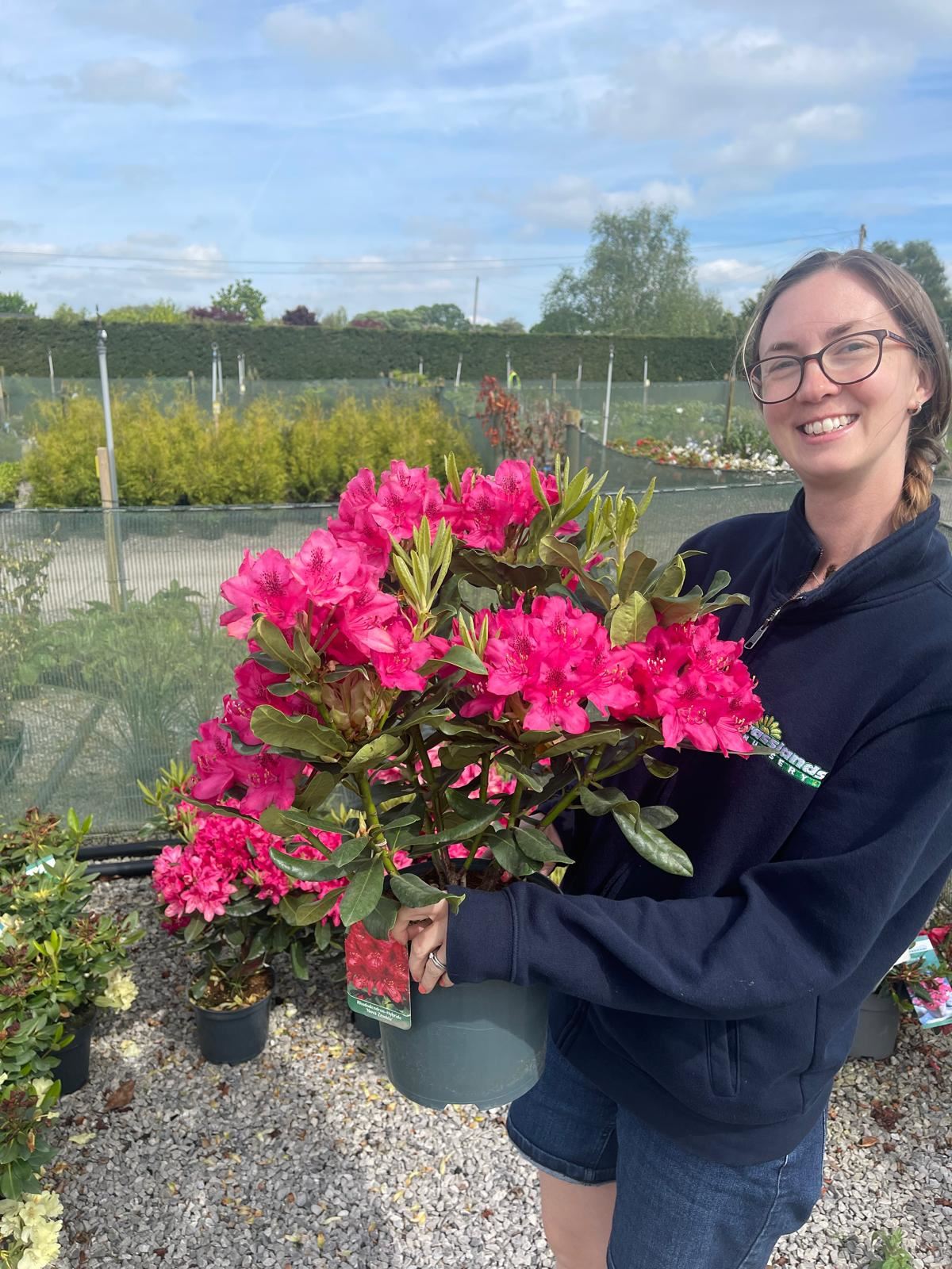 Rhododendron Hybrid Nova Zembla 5 Litre Pot