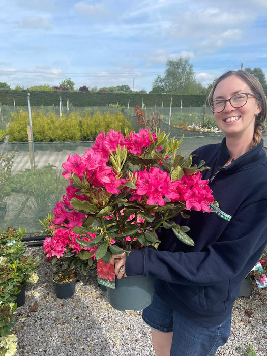 Rhododendron Hybrid Nova Zembla 4 Litre Pot