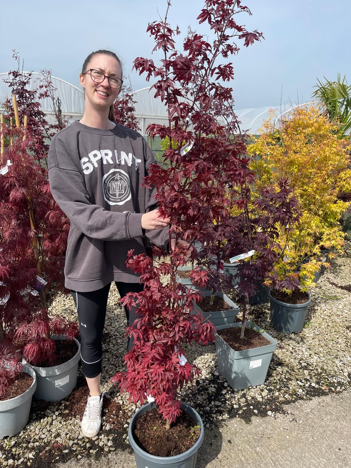 Acer Palmatum Twombly's Red Sentinel 15 Litre Pot — Grasslands Nursery