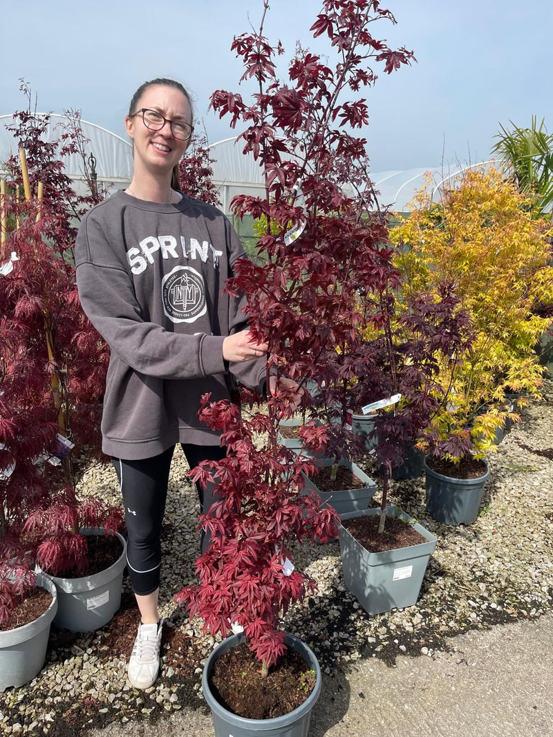 Acer Palmatum Twombly's Red Sentinel 15 Litre Pot