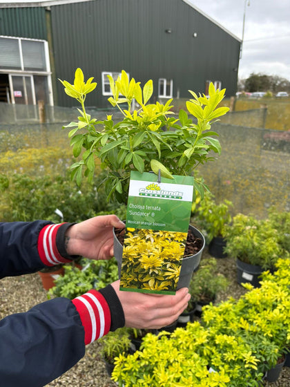 Choisya Ternata Sundance 2.5 Litre Pot