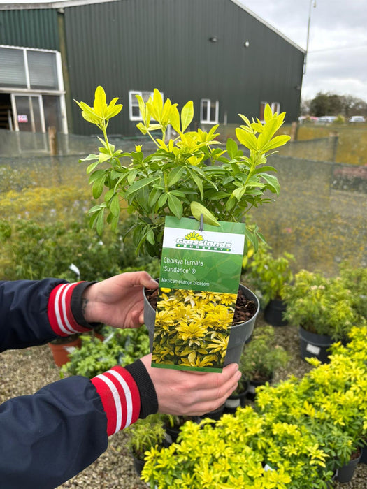 Choisya Ternata Sundance 2.5 Litre Pot