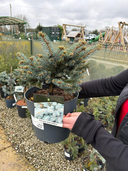 Picea Pungens Glauca Globosa 7.5 Litre Pot
