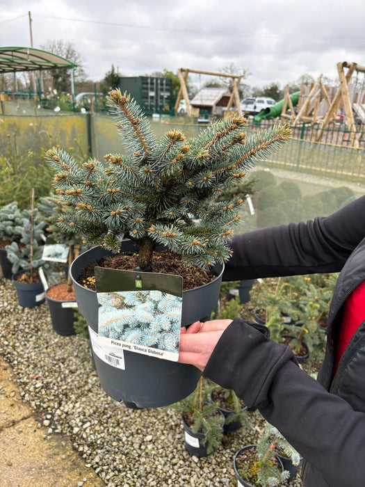 Picea Pungens Glauca Globosa 7.5 Litre Pot