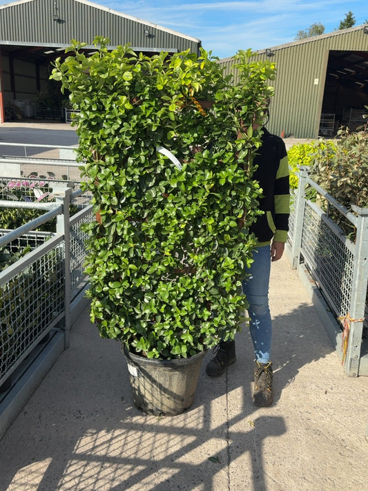 Euonymus japonicus Aureus Pleached Wall Frame 120 x 70cm