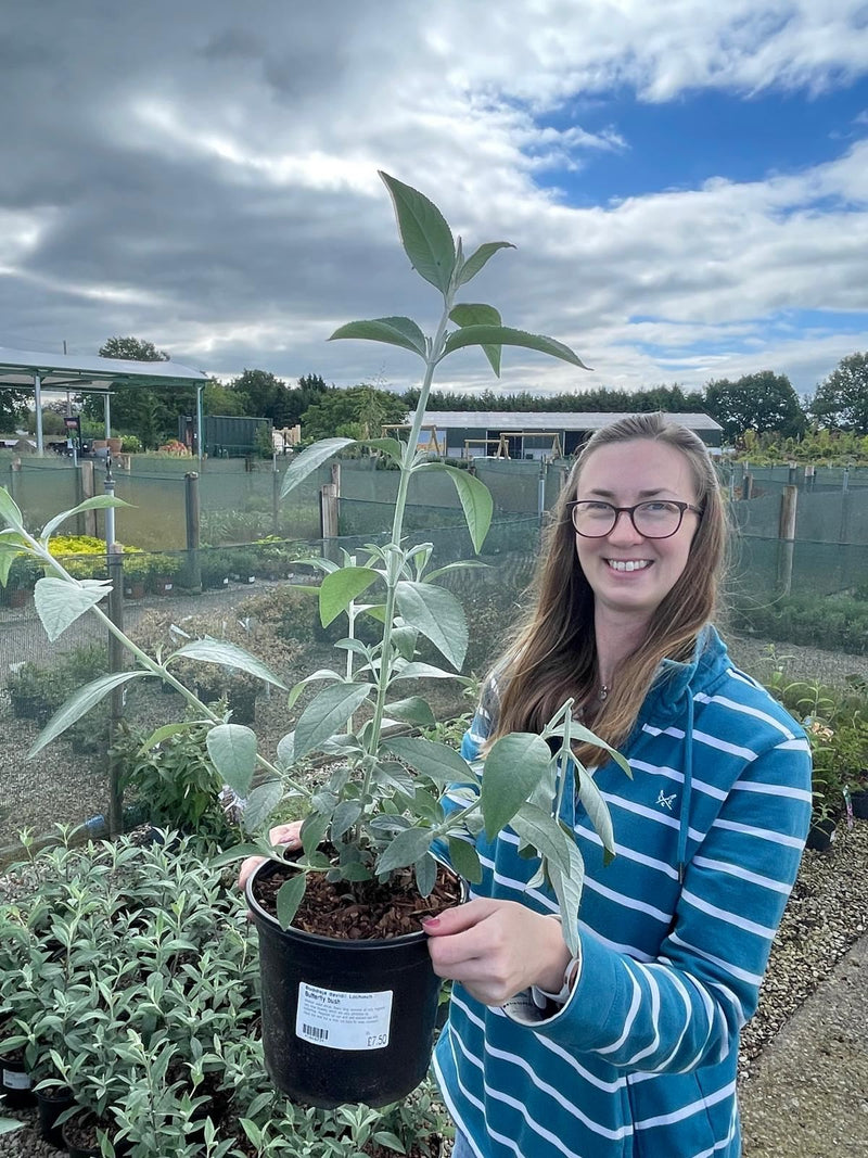 Buddleja davidii Lochinch 3 Litre Pot