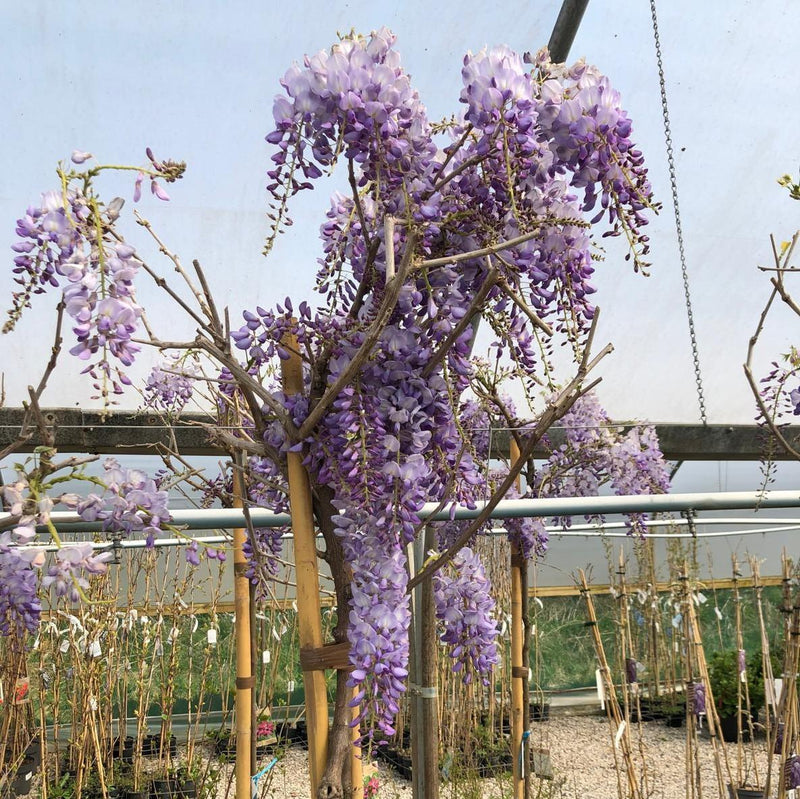 Wisteria floribunda 'Ikoyama Fuji' High Standard 6/8cm Girth — Grasslands  Nursery