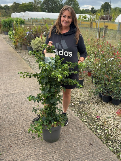 Hydrangea Petiolaris 12 Litre Pot 100-125cm