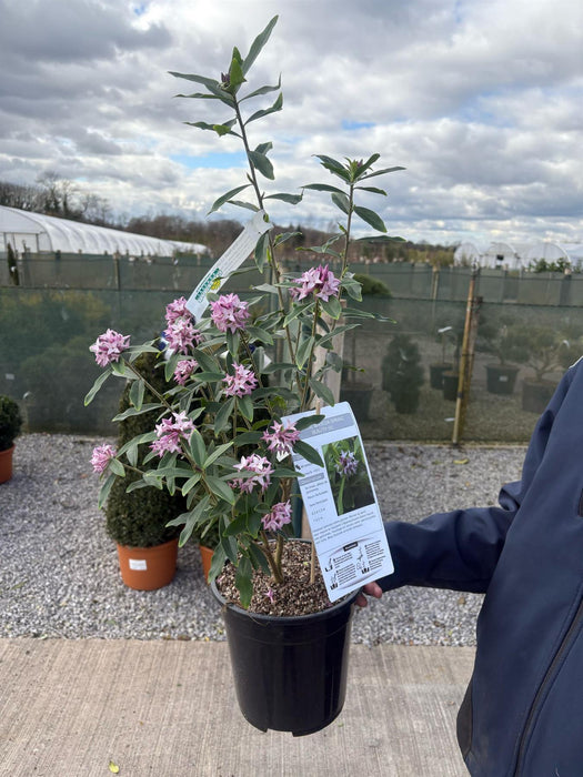 Daphne Bholua Spring Beauty 4.5 Litre Pot