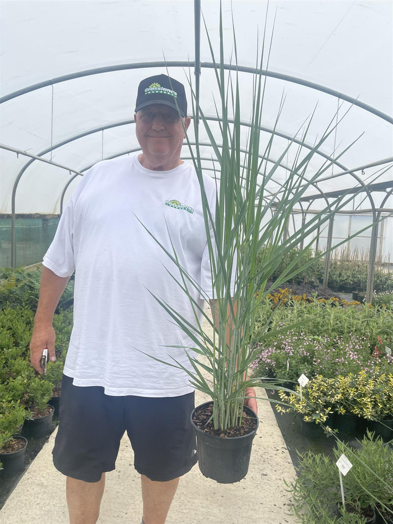 Panicum Blue Fountain 3 Litre Pot
