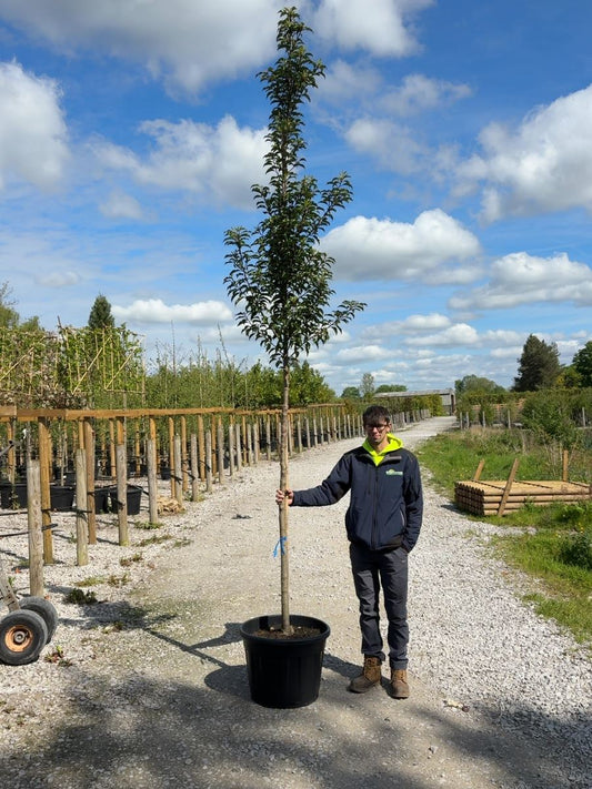 Prunus Lusitanica Brenelia 12-14cm Girth Full Standard 180cm Stem