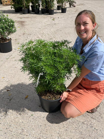 Choisya Ternata White Dazzler 20 Litre Pot 50-60cm Tall