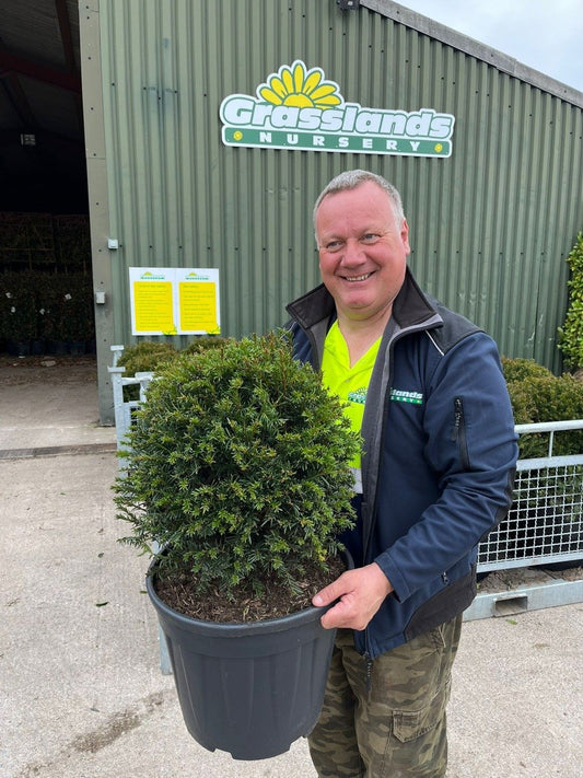 Taxus Baccata Ball 40cm