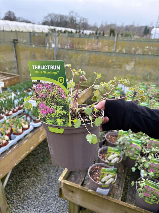 Thalictrum Black Stockings 2 Litre Pot