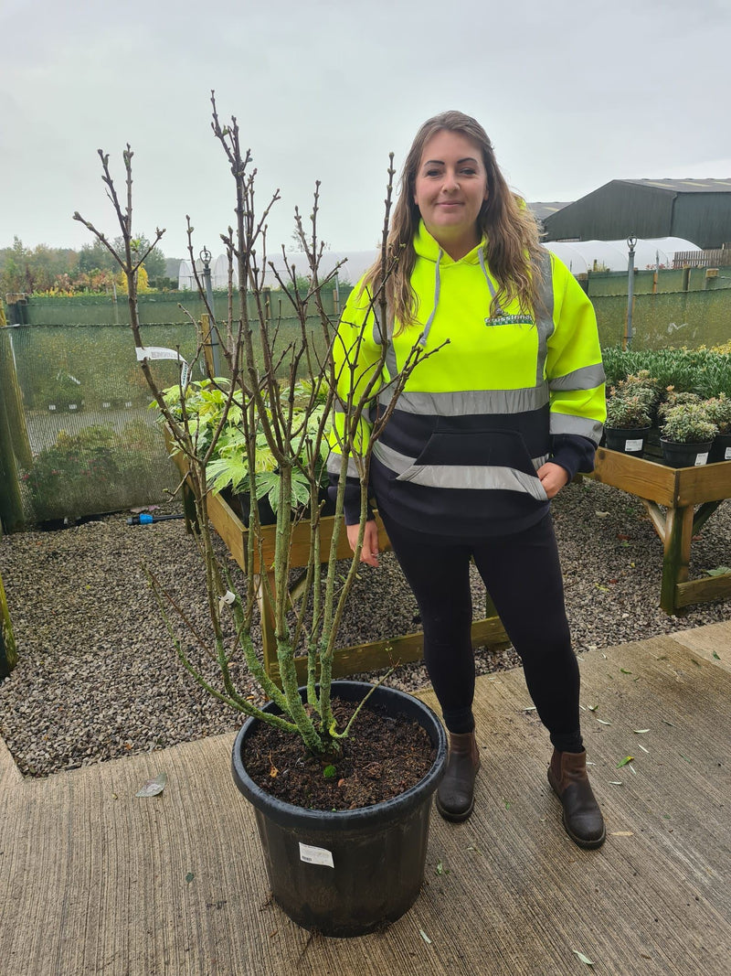 Syringa Madame Lemoine 50 Litre Pot 130/150cm