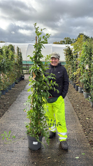 Campsis Golden Trumpet 12 Litre 150/175cm