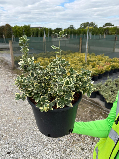 Euonymus fort. 'Emerald Gaiety' 7.5 Litre Pot