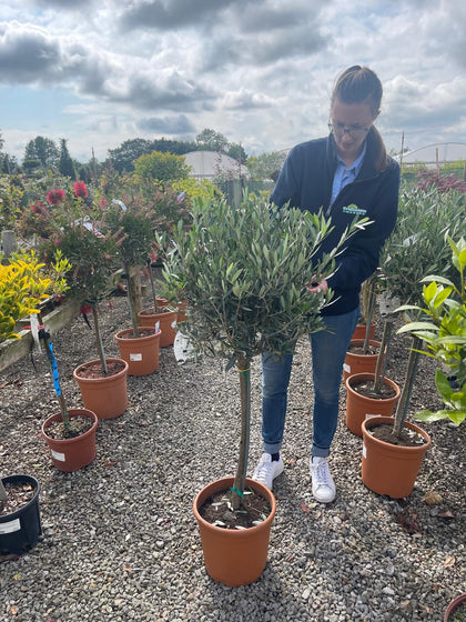Olea Europea - Olive 1/4 Standard 5 Litre Pot