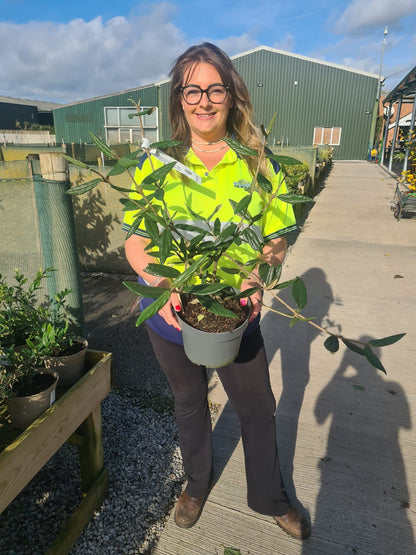 Viburnum plicatum Pragense 4 Litre Pot