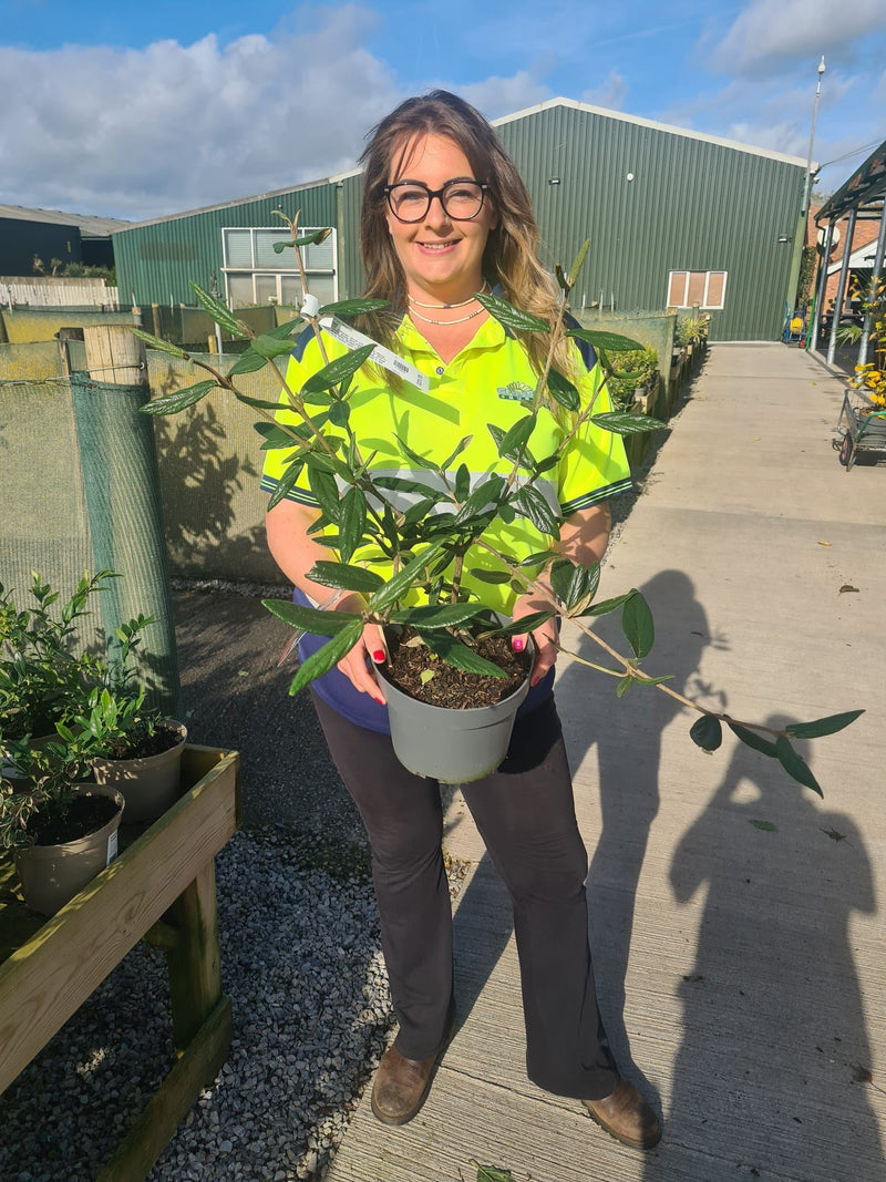 Viburnum plicatum Pragense 4 Litre Pot