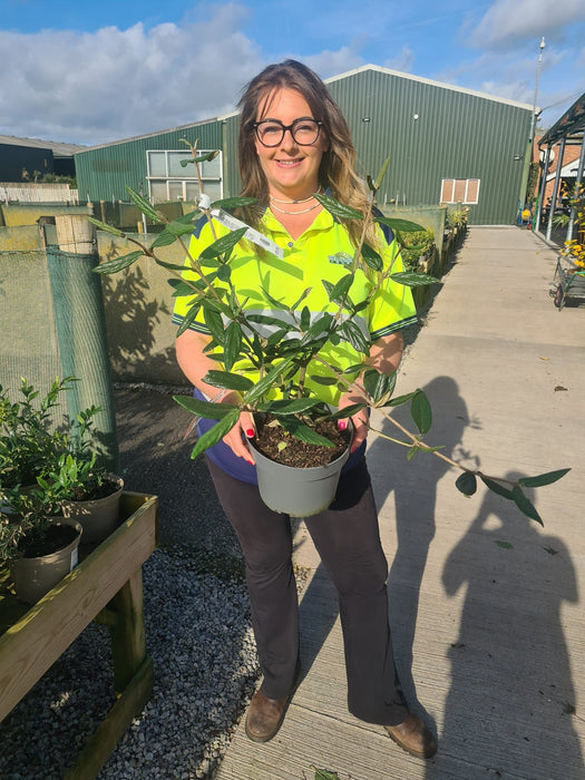Viburnum plicatum Pragense 4 Litre Pot
