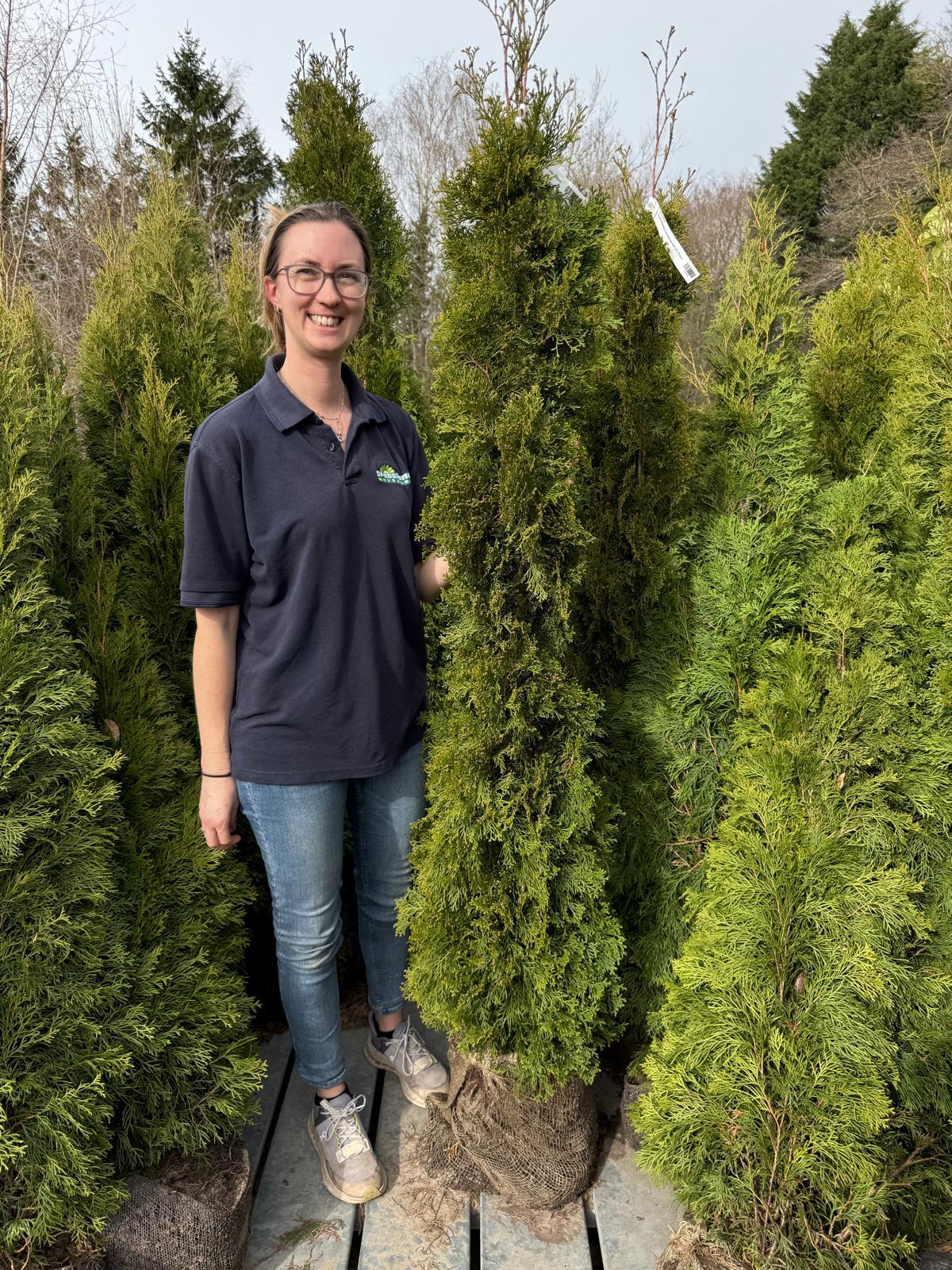 BRIESTA NUTS OUTDOOR 【emerald】 Thuja Occidentalis Emerald Root Ball 140-160cm — Grasslands Nursery
