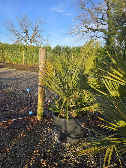 Chamaerops Humilis 70 Litre Pot