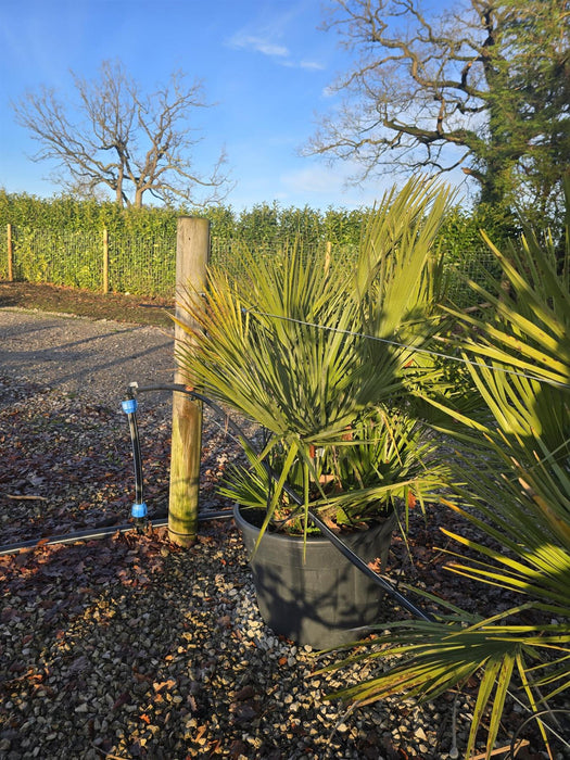 Chamaerops Humilis 70 Litre Pot