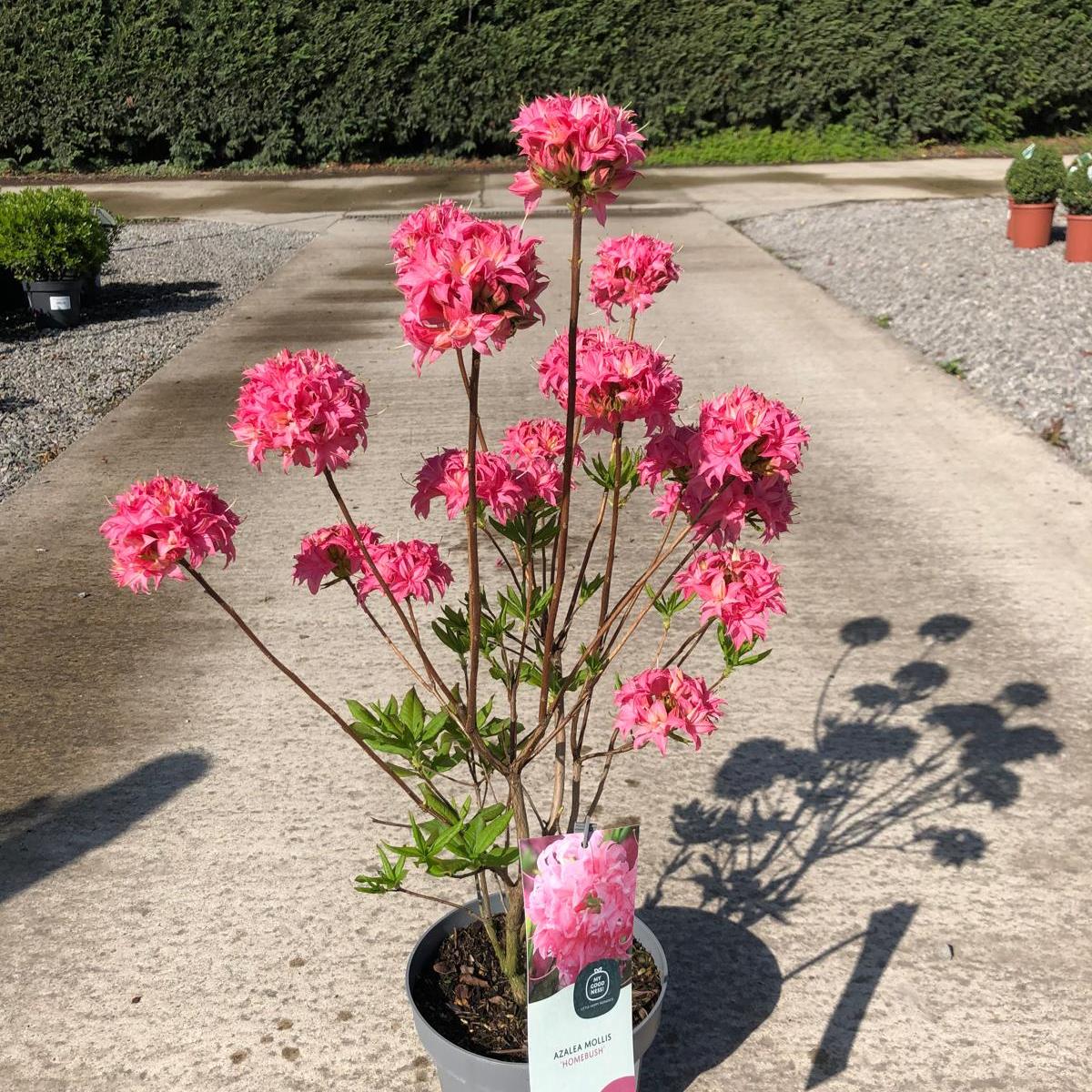 Azalea Knaphill Homebush 4.6 Litre Pot