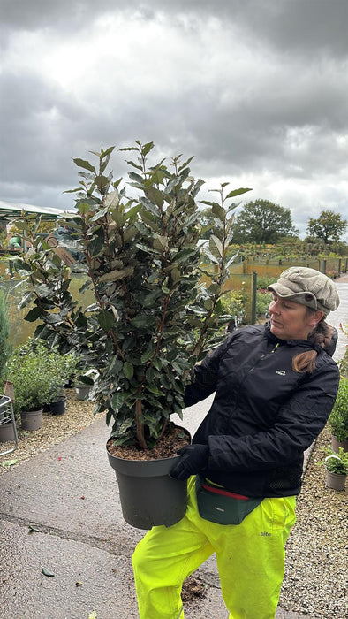 Elaeagnus x ebb. Compacta 12 Litre Pot 80/100cm