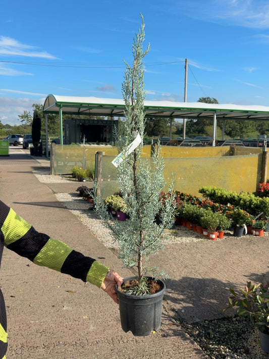 Cupressus Arizonica Fastigata 3 Litre Pot 100-120cm