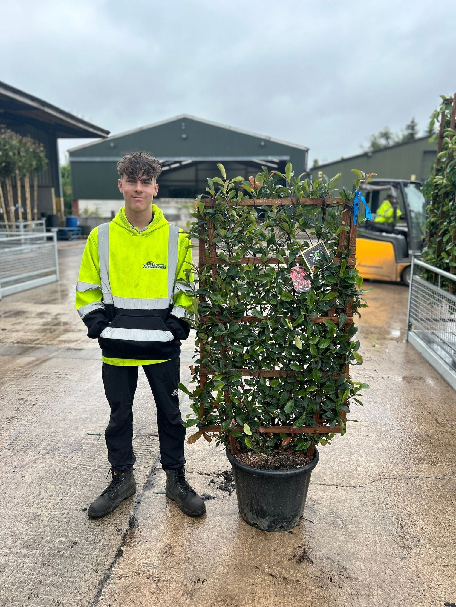 Pleached Trees for Sale in the UK | Specialist Grown & Delivered ...