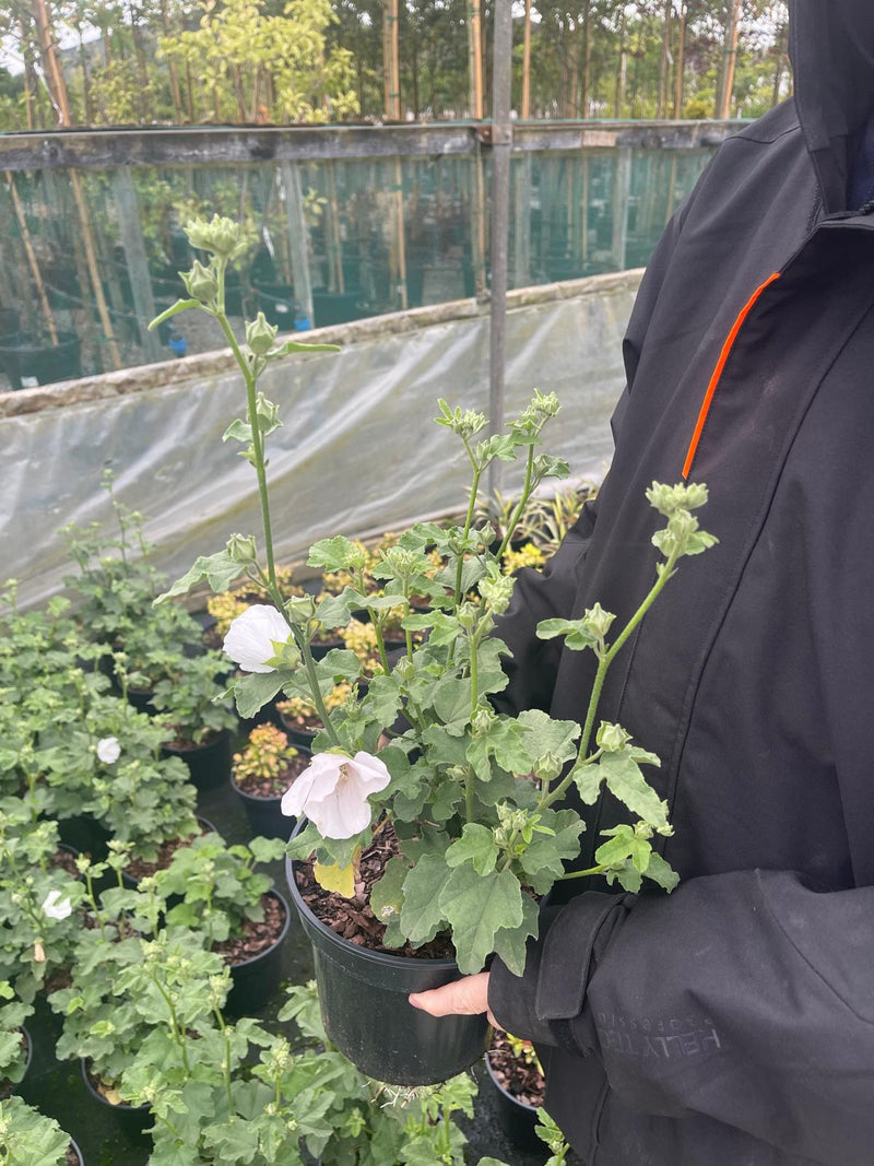 Lavatera Marshmallow Ice White 3 Litre Pot