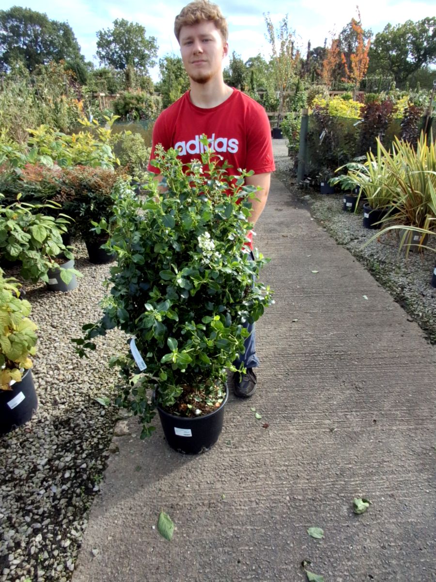 Escallonia Iveyi 20 Litre Pot 80/100cm