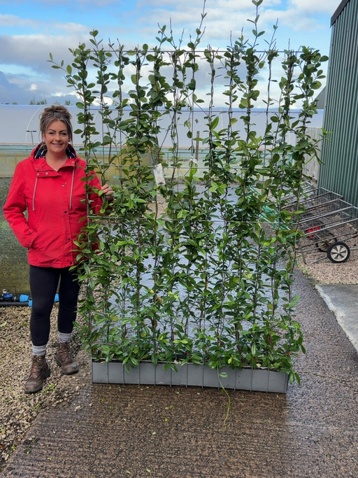 Trachelospermum Jasminoides Instant Pleached Panel - Partition 180cm Tall x 120cm Wide