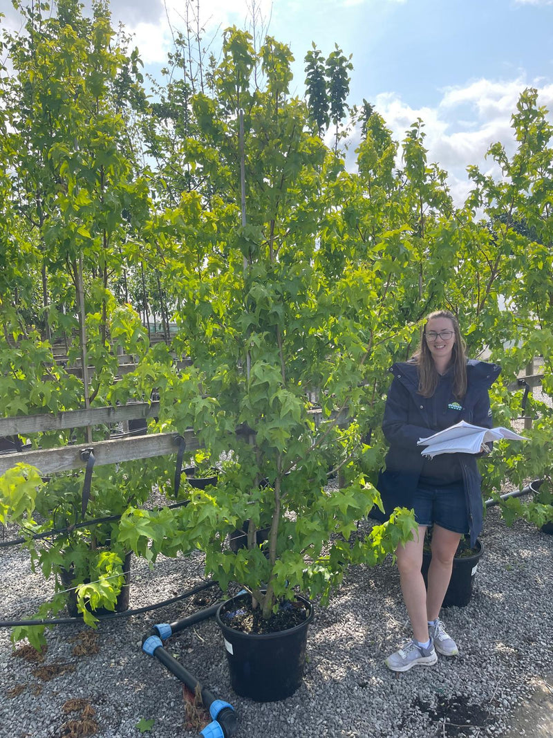 Liquidambar styraciflua Lane Roberts 30 Litre Pot