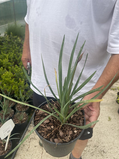 Tulbaghia Violacea Green Blue 3 Litre Pot
